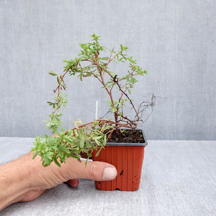 Spécimen de Potentilla fruticosa Mango Tango- Potentille arbustive Godet de 8/9 cm tel que livré en automne