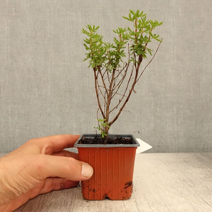 Spécimen de Potentilla fruticosa Mango Tango- Potentille arbustive Godet de 8/9 cm tel que livré au printemps