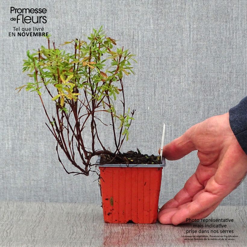 Spécimen de Potentilla fruticosa Pink Paradise - Potentille arbustive Godet de 8/9 cm tel que livré en automne