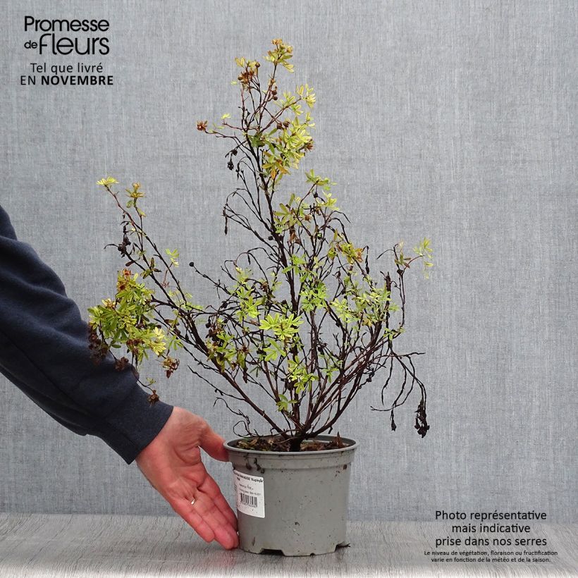Spécimen de Potentilla fruticosa Pink Paradise - Potentille arbustive Pot de 2L/3L tel que livré en automne