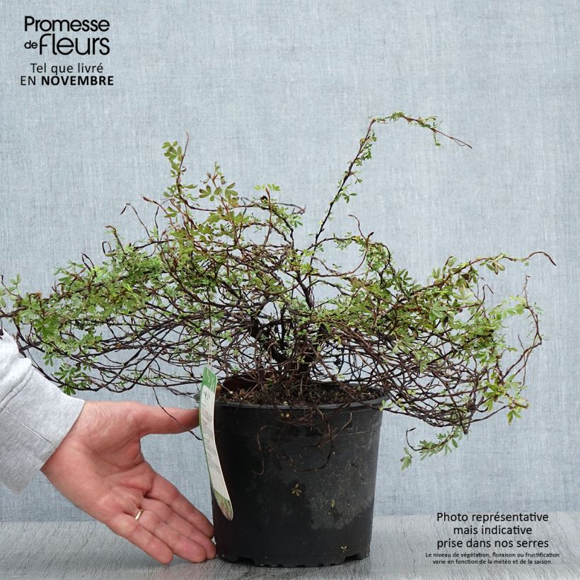 Spécimen de Potentilla fruticosa Princess Pink Queen - Potentille arbustive Pot de 2L/3L tel que livré en automne