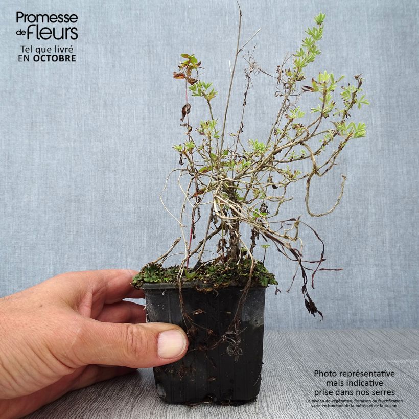 Spécimen de Potentilla fruticosa Red Ace - Potentille arbustive Godet de 8/9 cm tel que livré en automne