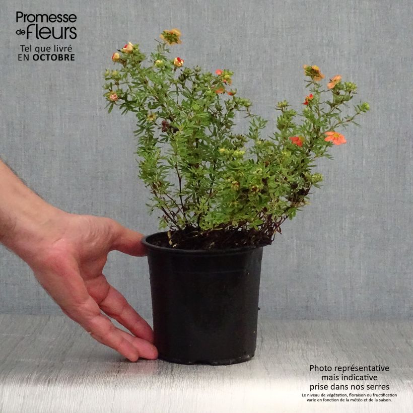 Spécimen de Potentilla fruticosa Red Ace - Potentille arbustive Pot de 1L/1,5L tel que livré en automne
