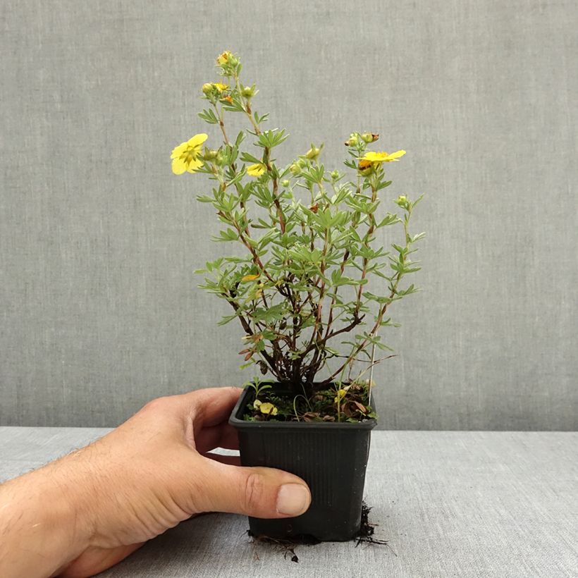 Spécimen de Potentilla fruticosa Sommerflor- Potentille arbustive Godet de 8/9 cm tel que livré au printemps