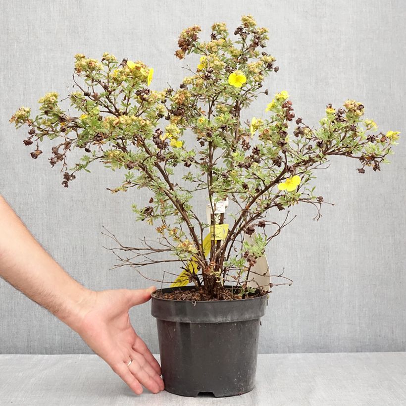 Spécimen de Potentilla fruticosa Sommerflor- Potentille arbustive Pot de 2L/3L tel que livré en été