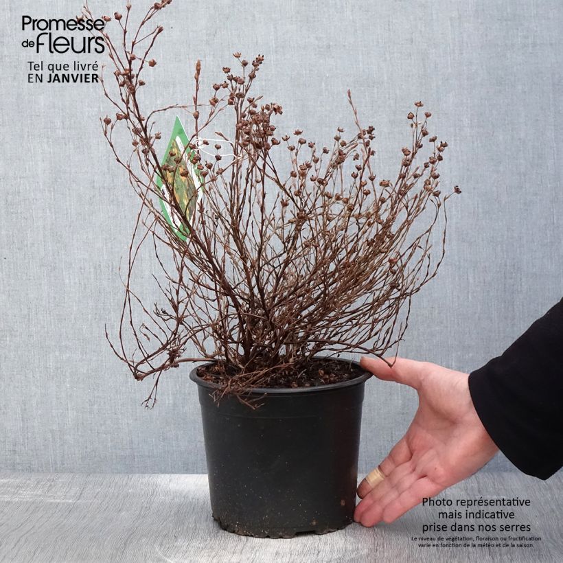 Spécimen de Potentilla fruticosa Tangerine - Potentille arbustive  Pot de 2L/3L tel que livré en hiver