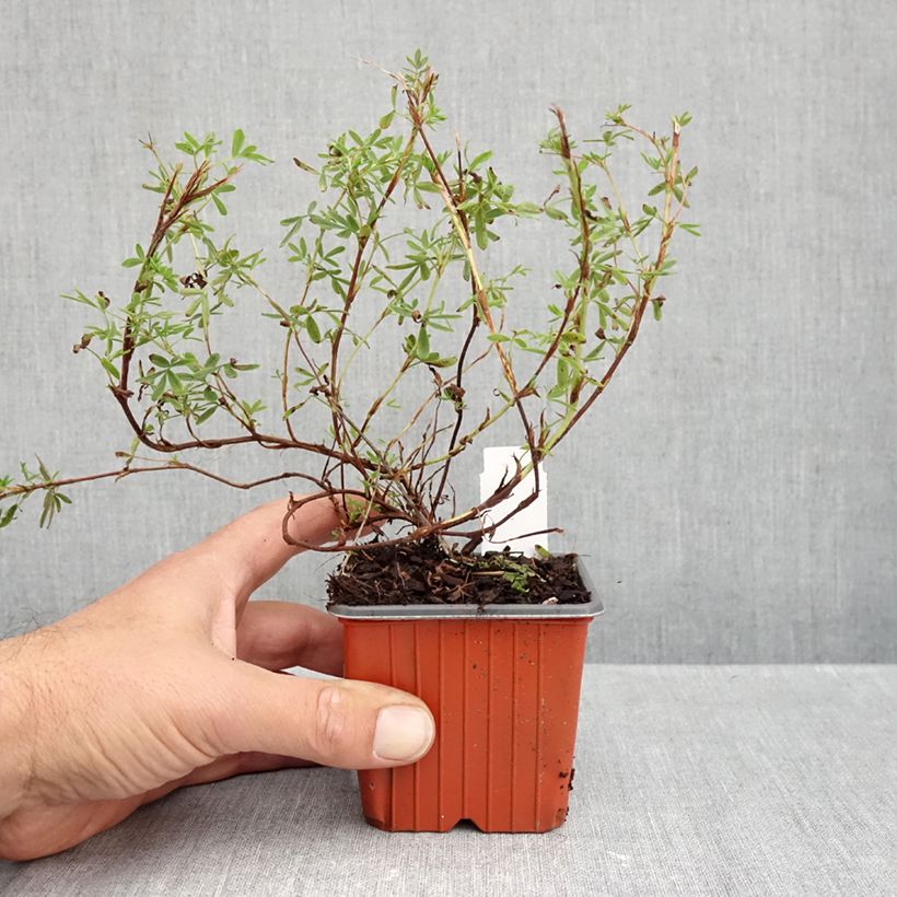 Spécimen de Potentilla fruticosa Tangerine - Potentille arbustive  Godet de 8/9 cm tel que livré en automne