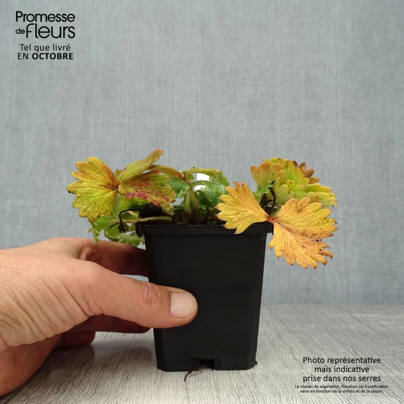 Spécimen de Potentilla megalantha - Potentille à grandes fleurs Godet de 8/9 cm tel que livré en automne
