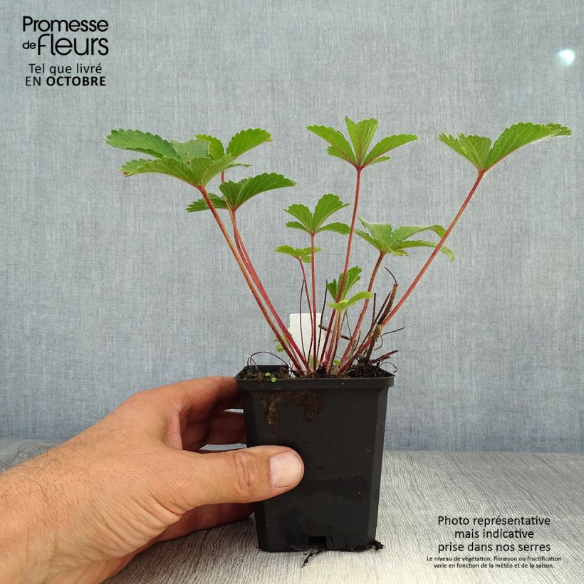 Spécimen de Potentilla nepalensis Miss Willmott - Potentille vivace du Népal Godet de 8/9 cm tel que livré en automne