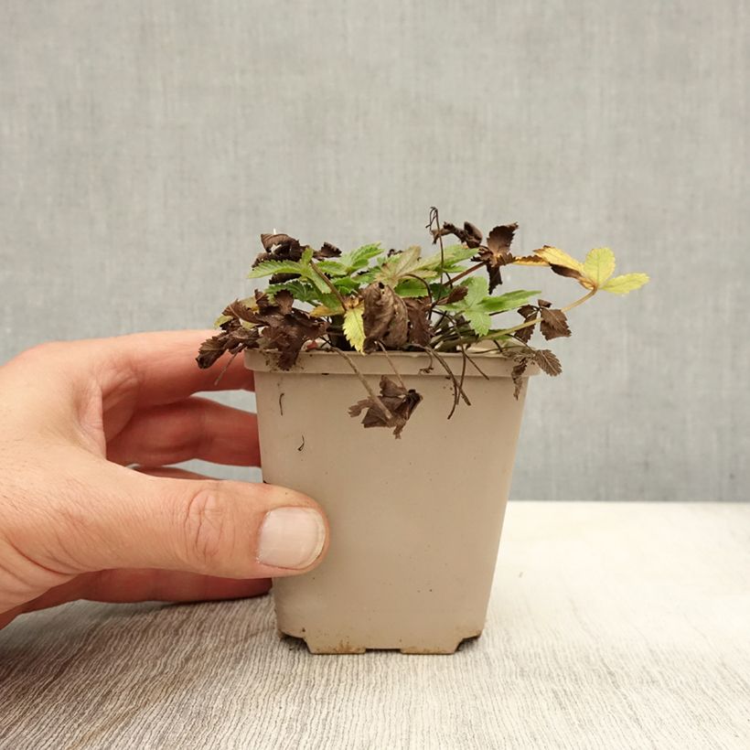 Spécimen de Potentilla recta sulphurea - Potentille dressée Godet de 8/9 cm tel que livré en automne