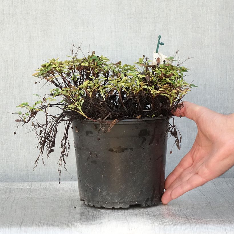 Spécimen de Potentilla tridentata Nuuk - Potentille vivace Pot de 1,5L/2L tel que livré en automne