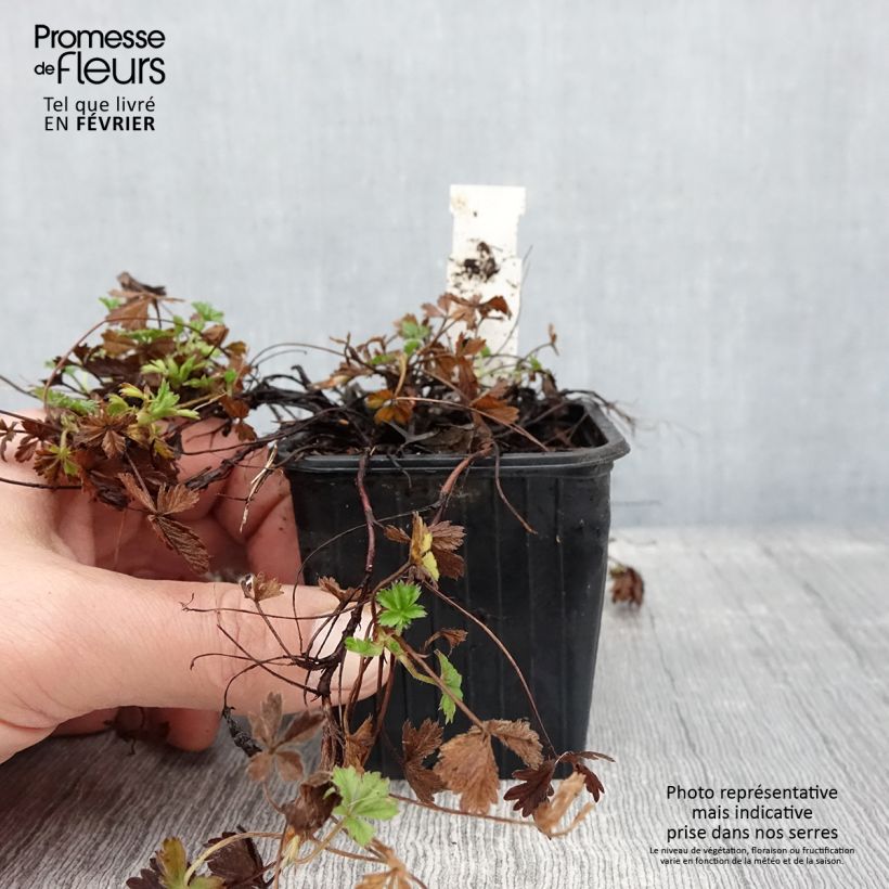 Spécimen de Potentilla verna - Potentille de printemps Godet de 8/9 cm tel que livré en hiver
