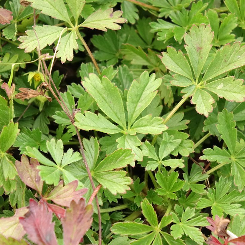 Potentilla verna - Potentille de printemps (Feuillage)