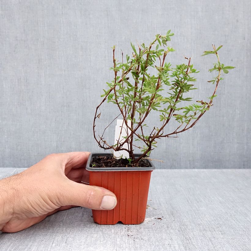 Spécimen de Potentille arbustive Bella Apple - Potentilla fruticosa  Godet de 8/9 cm tel que livré en automne