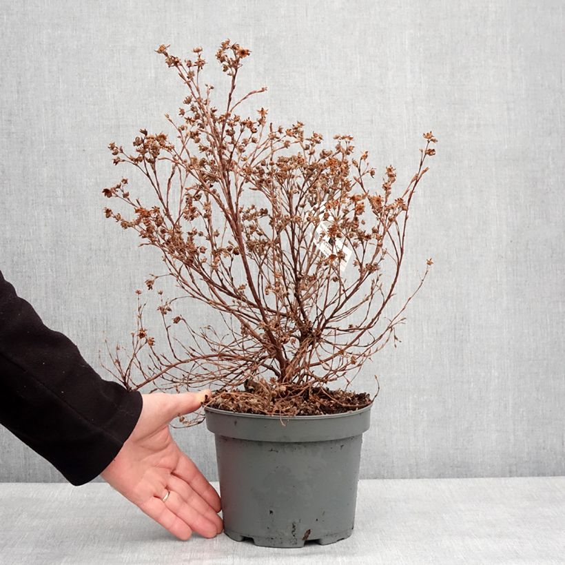 Spécimen de Potentille arbustive Bella Apple - Potentilla fruticosa  Pot de 2L/3L tel que livré en hiver