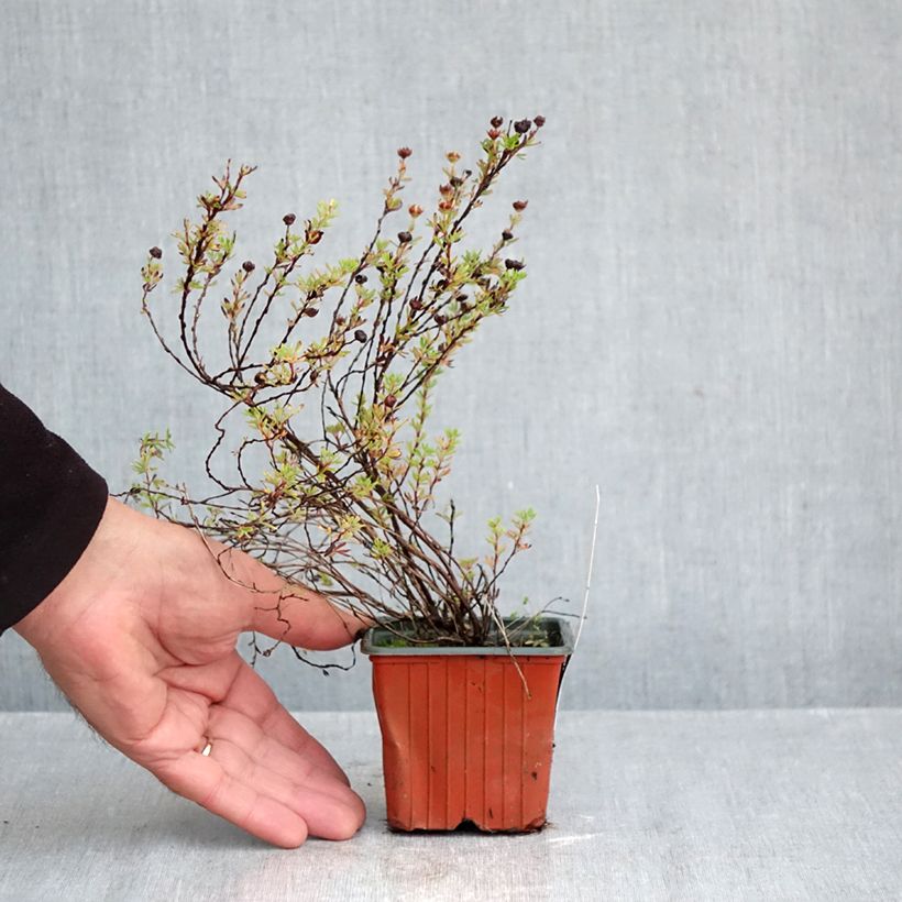 Spécimen de Potentille arbustive Bella Lindsey - Potentilla fruticosa Godet de 8/9 cm tel que livré en automne