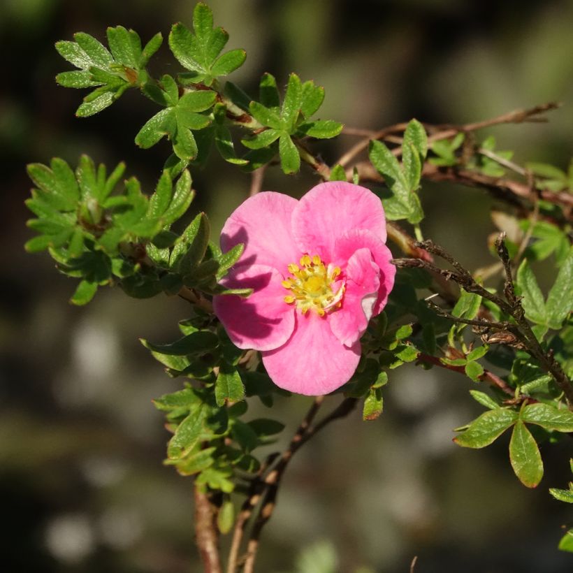 Potentille arbustive Bella Rosa - Potentilla fruticosa (Floraison)