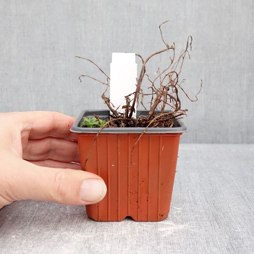 Spécimen de Potentille arbustive Bella Rosa - Potentilla fruticosa Godet de 8/9 cm tel que livré en hiver