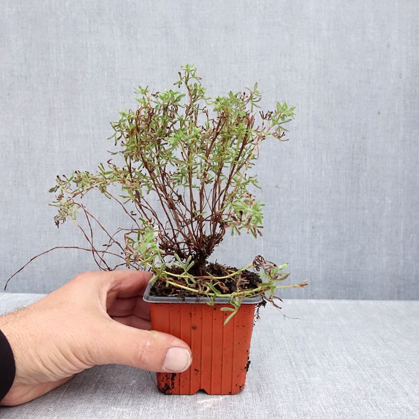 Spécimen de Potentille arbustive Hopley's Orange Godet de 8/9 cm tel que livré en automne