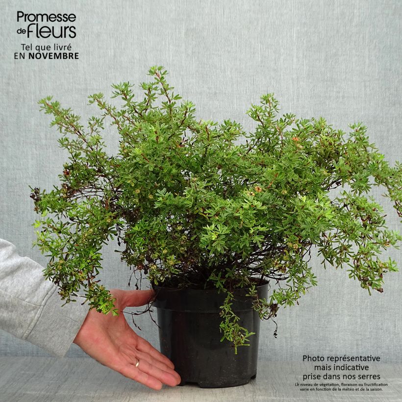 Spécimen de Potentille arbustive Hopley's Orange Pot de 3L/4L tel que livré en automne