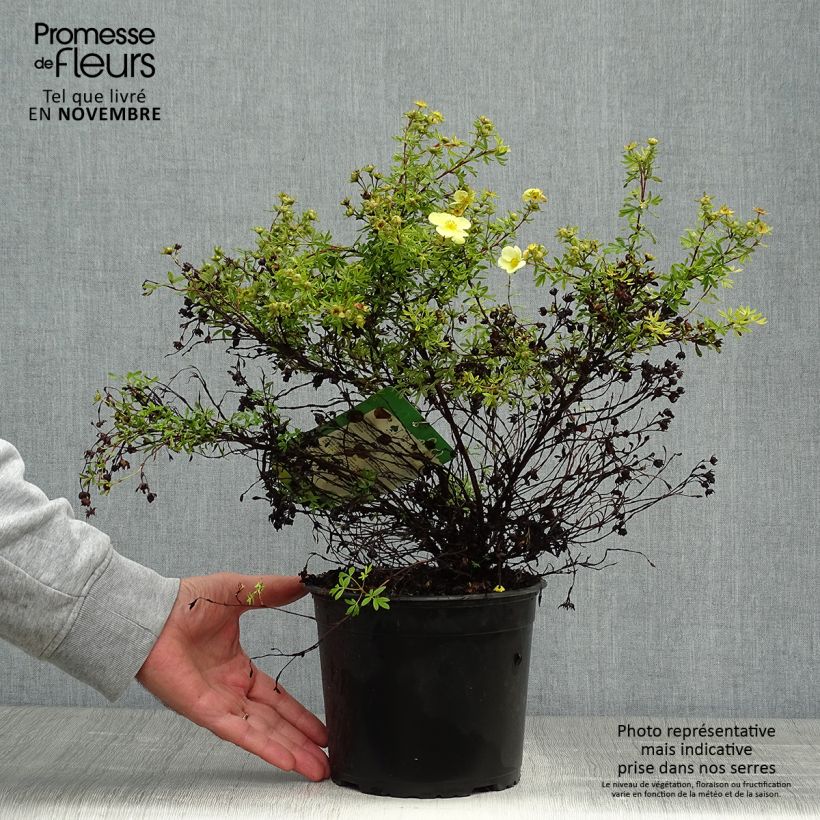 Spécimen de Potentille arbustive Kobold Pot de 3L/4L tel que livré en automne