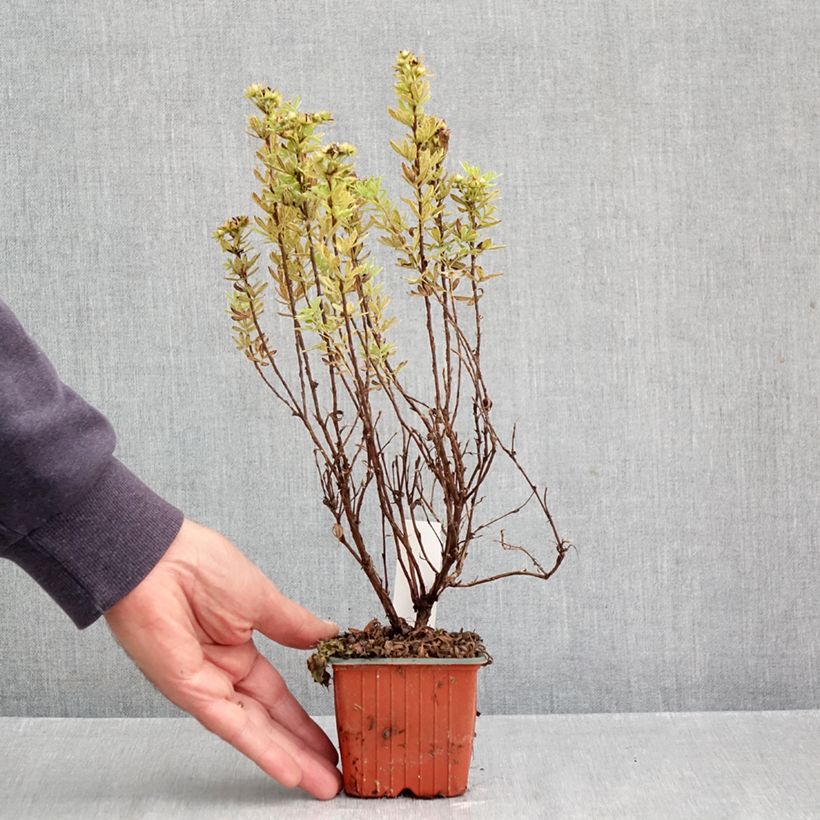 Spécimen de Potentille arbustive Marmalade - Potentilla fruticosa Godet de 8/9 cm tel que livré en automne