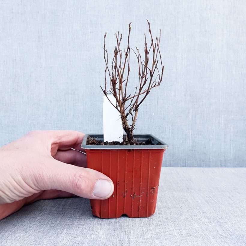 Spécimen de Potentille arbustive Marmalade - Potentilla fruticosa Godet de 8/9 cm tel que livré en hiver