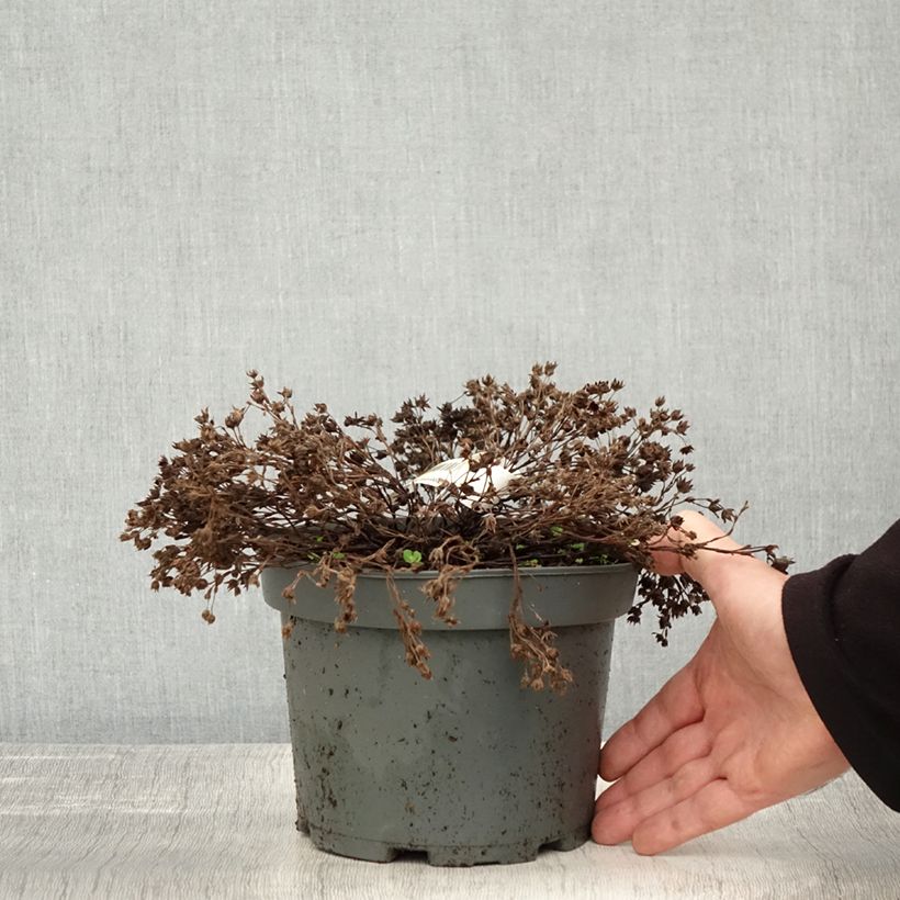 Spécimen de Potentille arbustive - Potentilla fruticosa Bella Bianca Pot de 2L/3L tel que livré en automne