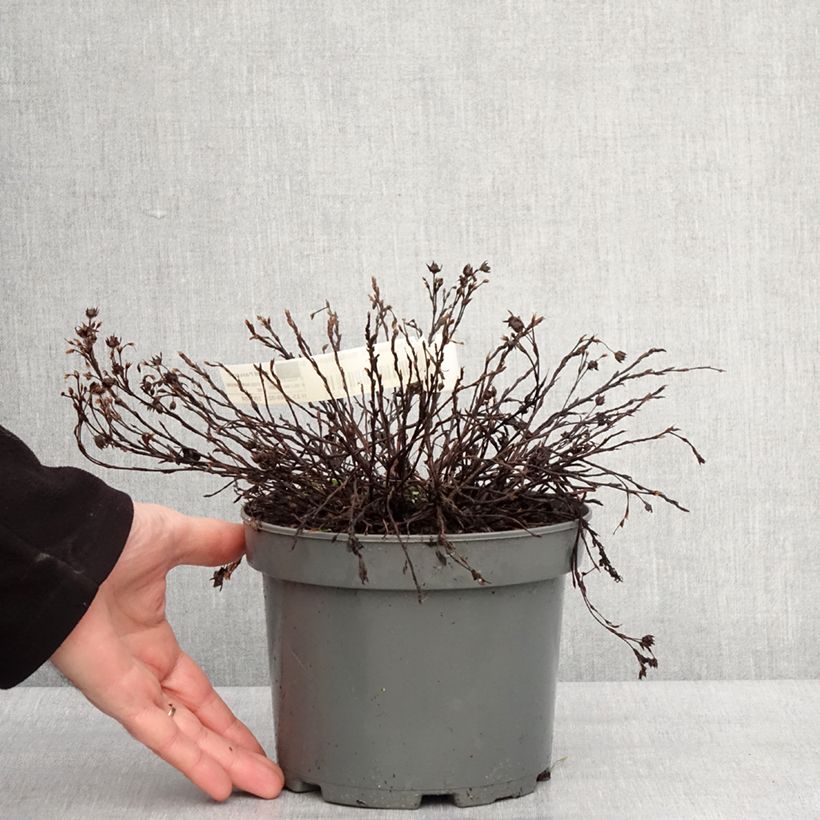 Spécimen de Potentille arbustive - Potentilla fruticosa Bella Bianca Pot de 2L/3L tel que livré en hiver