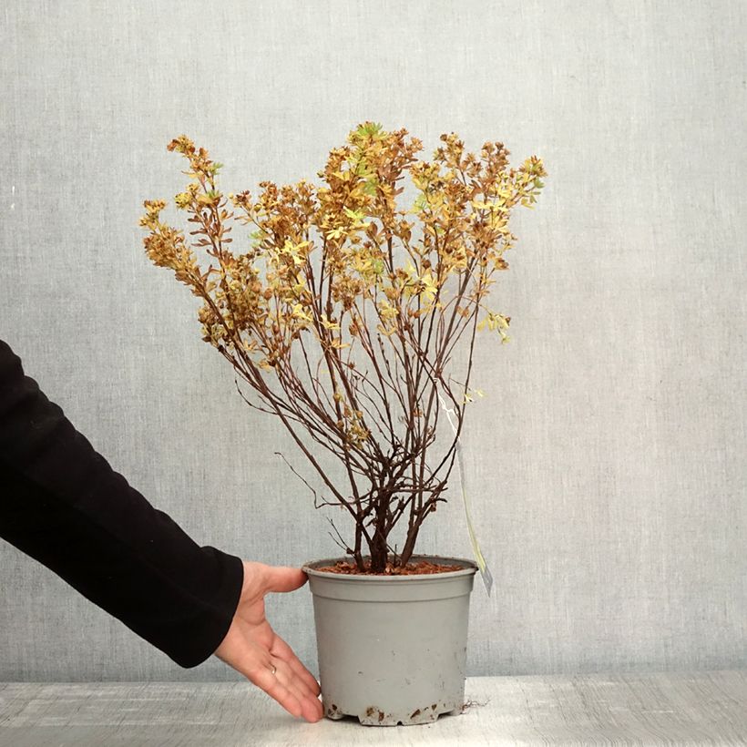 Spécimen de Potentille arbustive - Potentilla fruticosa Double Punch Gold Pot de 3L/4L tel que livré en automne