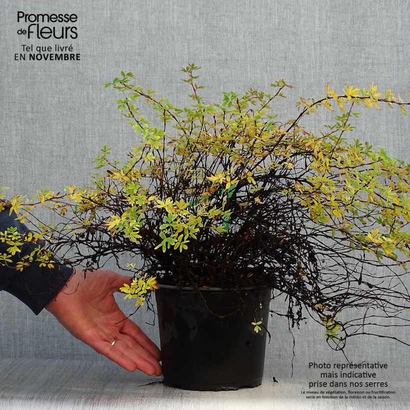Spécimen de Potentille arbustive - Potentilla fruticosa Elisabeth Pot de 2L/3L tel que livré en automne