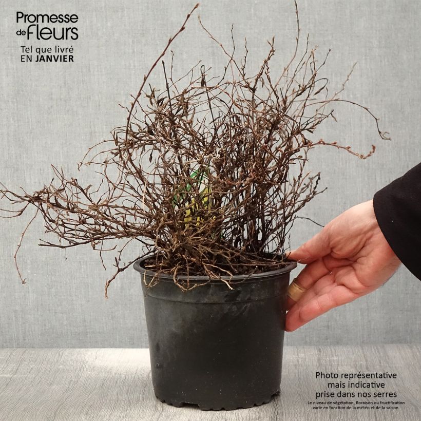 Spécimen de Potentille arbustive - Potentilla fruticosa Elisabeth Pot de 2L/3L tel que livré en hiver