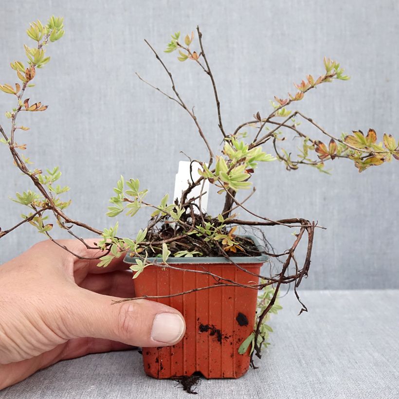 Spécimen de Potentille arbustive - Potentilla fruticosa Elisabeth Godet de 8/9 cm tel que livré en automne