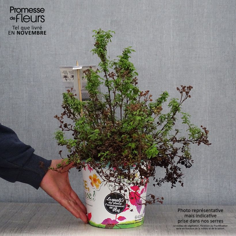 Spécimen de Potentille arbustive - Potentilla fruticosa Red'issima Pot de 4L/5L tel que livré en automne