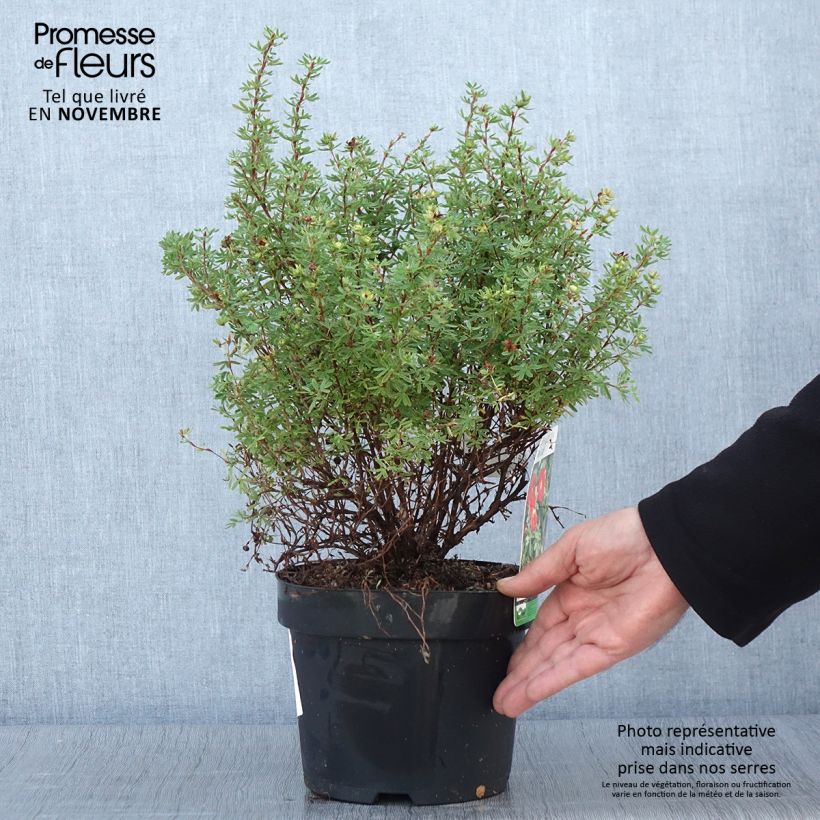 Spécimen de Potentille arbustive Red Lady Pot de 2L/3L tel que livré en automne