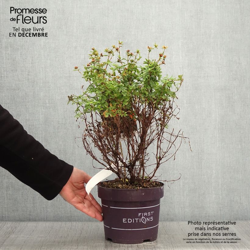 Spécimen de Potentilla fruticosa Mandarin Tango - Potentille arbustive Pot de 2L/3L tel que livré en automne