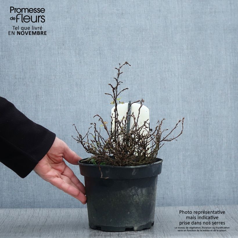 Spécimen de Potentilla fruticosa Tilford Cream- Potentille arbustive Pot de 2L/3L tel que livré en automne