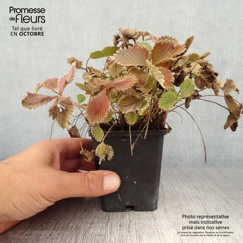 Spécimen de Potentille sanguine - Potentilla atrosanguinea Godet de 8/9 cm tel que livré en automne