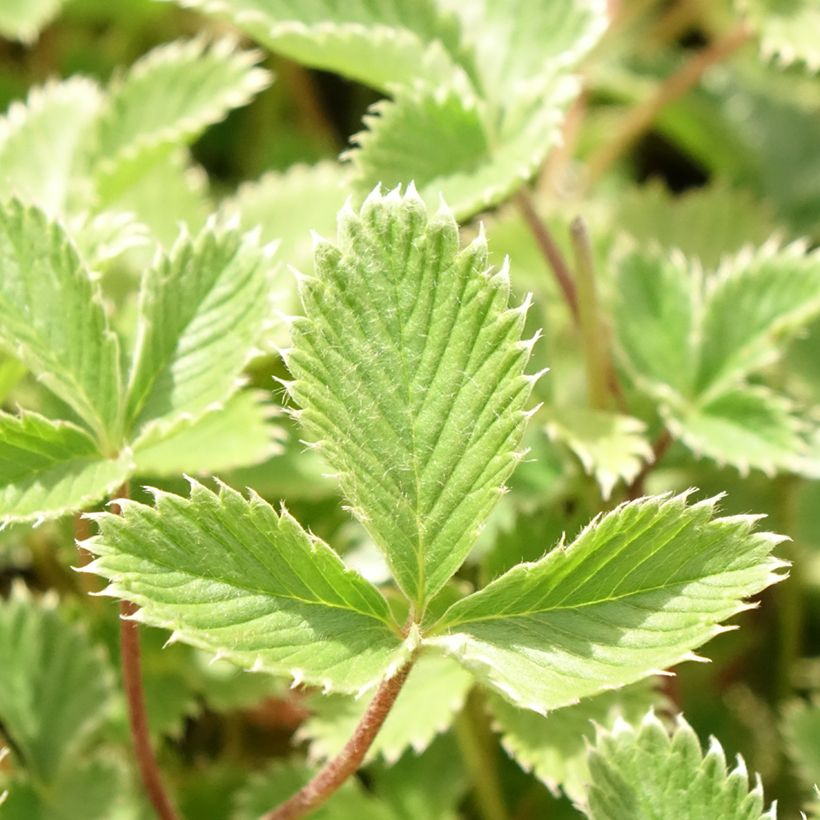 Potentille sanguine - Potentilla atrosanguinea (Feuillage)