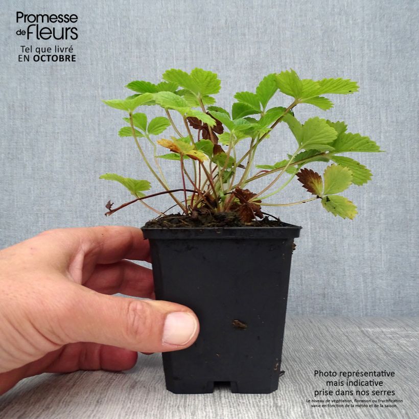 Spécimen de Potentille vivace - Potentilla Gibson s Scarlet Godet de 8/9 cm tel que livré en automne