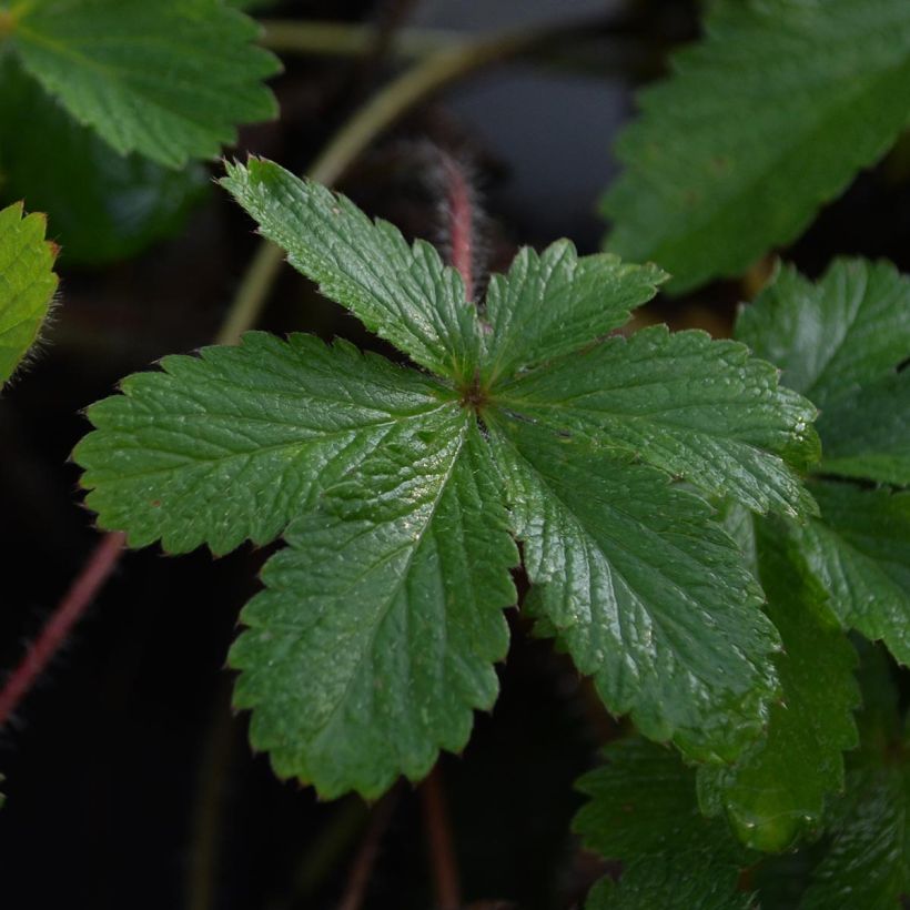 Potentille vivace - Potentilla hopwoodiana (Feuillage)