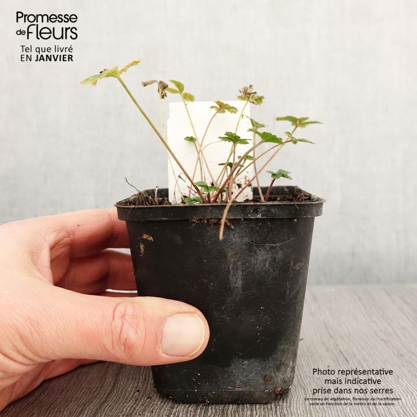 Spécimen de Potentille vivace - Potentilla tonguei Godet de 8/9 cm tel que livré en hiver