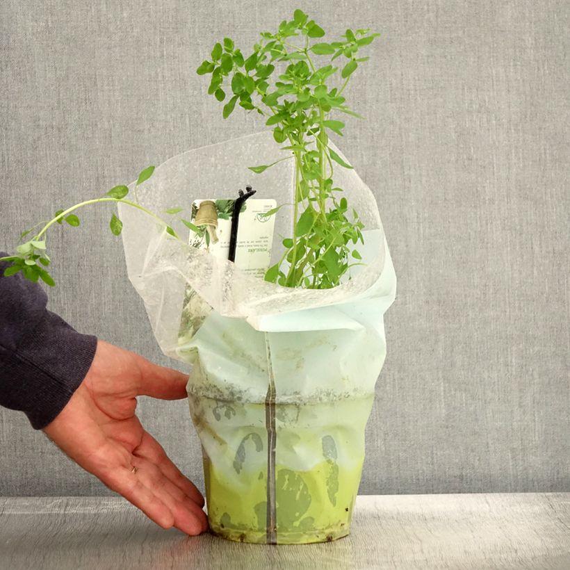 Spécimen de Pourpier vert ou commun - Portulaca oleracea Pot de 1,5L/2L tel que livré en automne