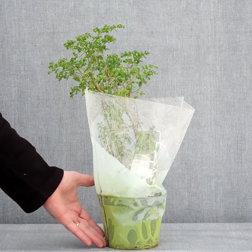 Spécimen de Pourpier vert ou commun - Portulaca oleracea Pot de 1,5L/2L tel que livré en hiver