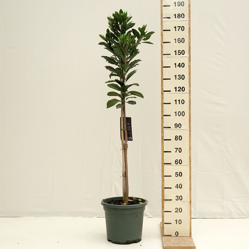 Spécimen de Pouteria obovata - Lucuma, Lucumo Pot de 20L/25L tel que livré au printemps