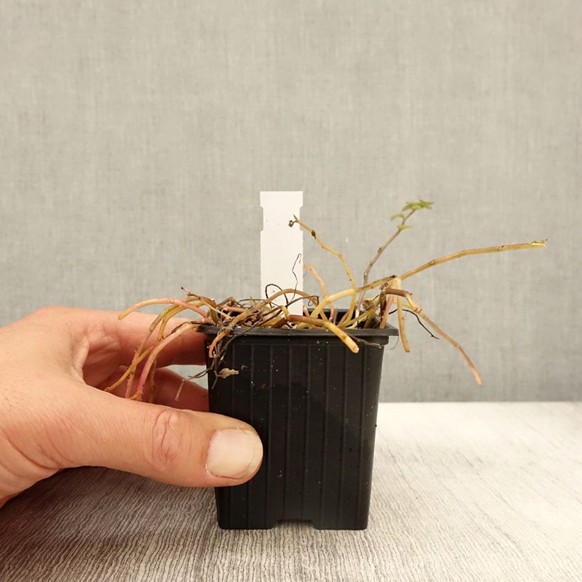 Spécimen de Pratia pedunculata Alba Godet de 8/9 cm tel que livré en automne
