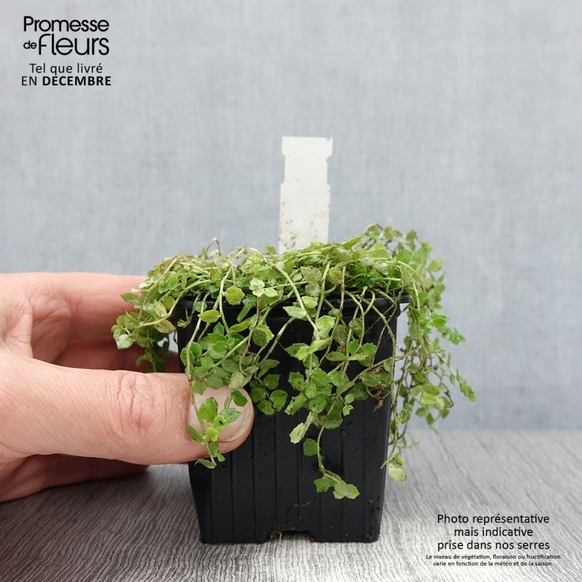 Pratia pedunculata Alba Vasetto da 8/9 cm esemplare consegnato in inverno