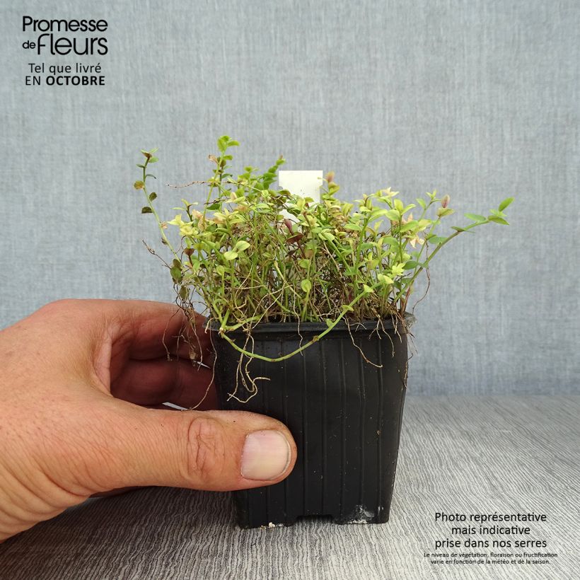 Spécimen de Pratia pedunculata County Park Godet de 8/9 cm tel que livré en automne