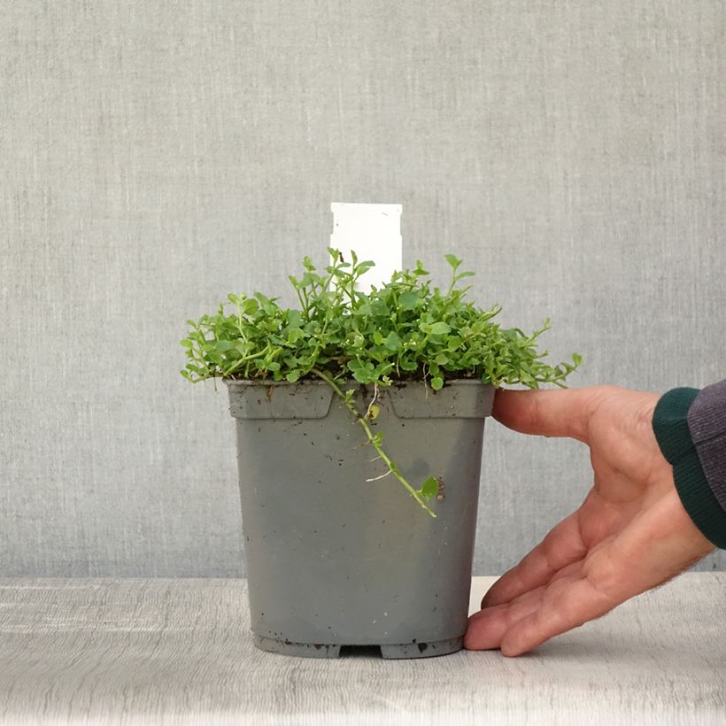 Spécimen de Pratia pedunculata Pot de 2L/3L tel que livré en automne