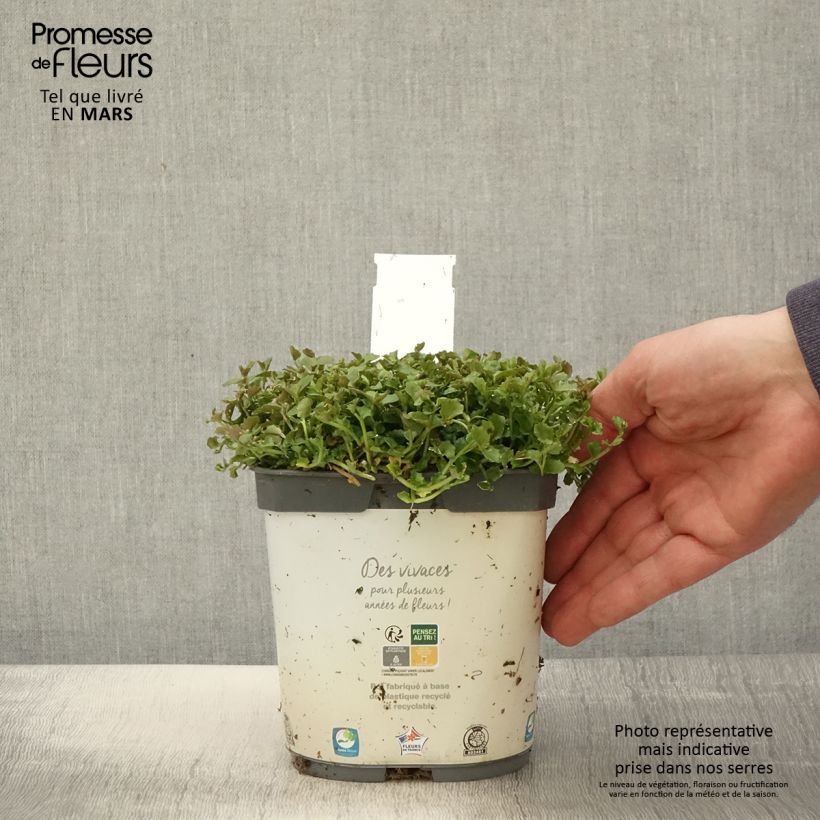 Spécimen de Pratia pedunculata Pot de 2L/3L tel que livré au printemps